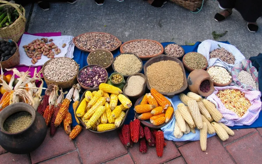 Seed and Food Sovereignty